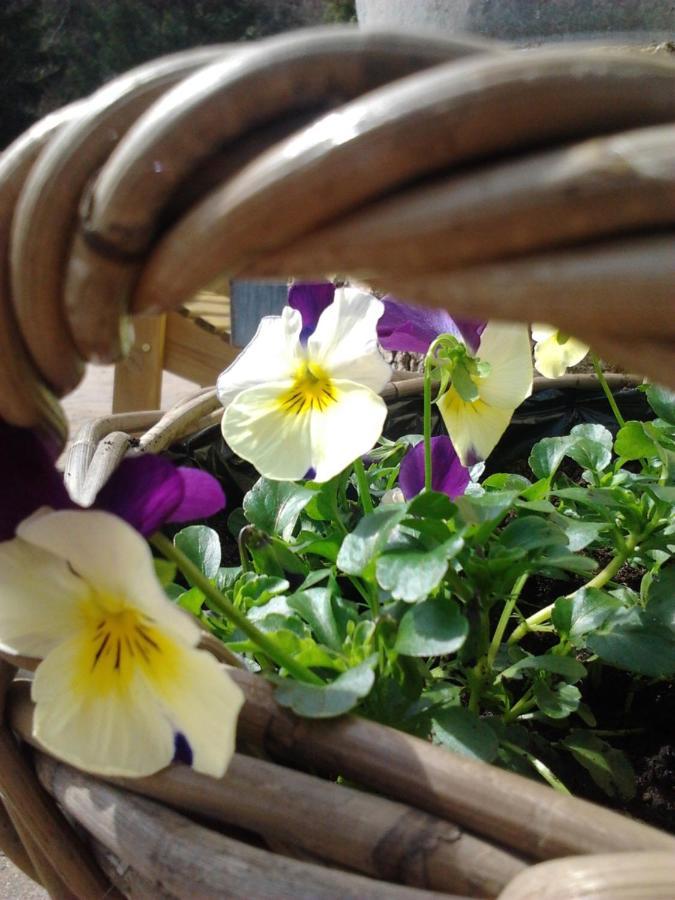 Bed and Breakfast La Fleur et Le Soleil  Durbuy Exterior foto